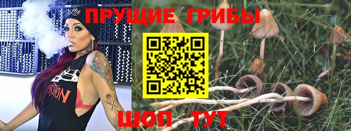 Ахтубинск  Псилоцибиновые грибы Cubensis  купить закладку  Вход с VPN 